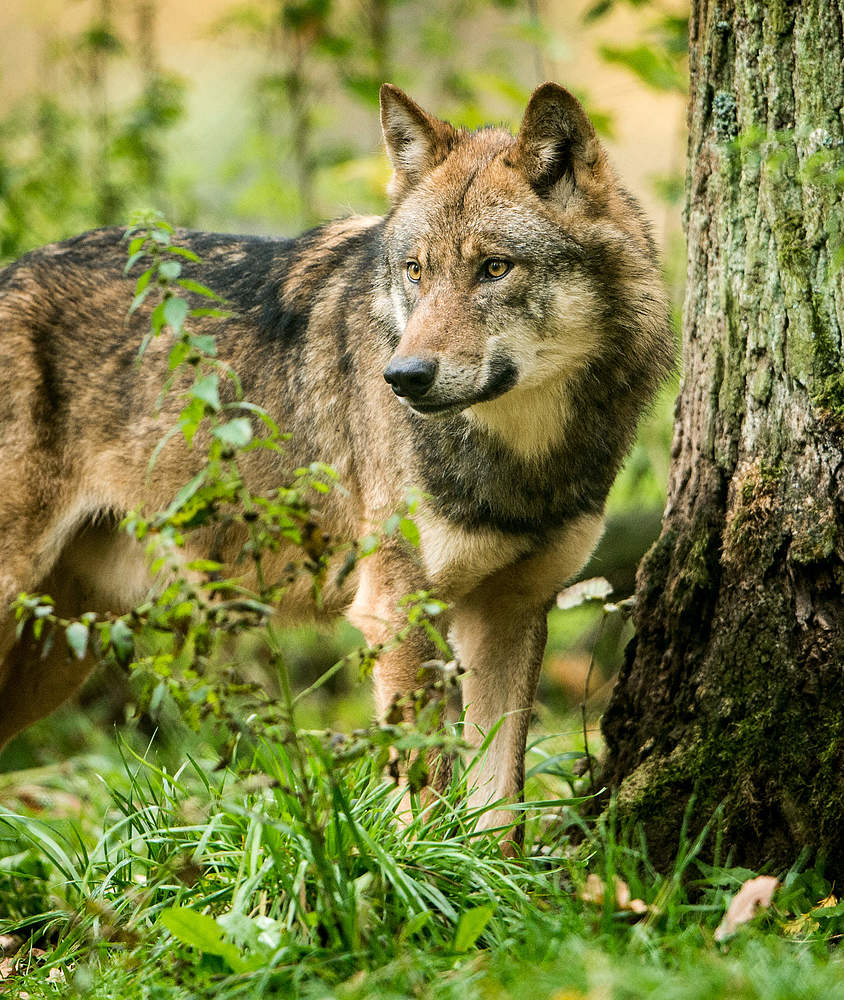 Nachhaltigkeit und Artenschutz bei LIEBWOLF Banner