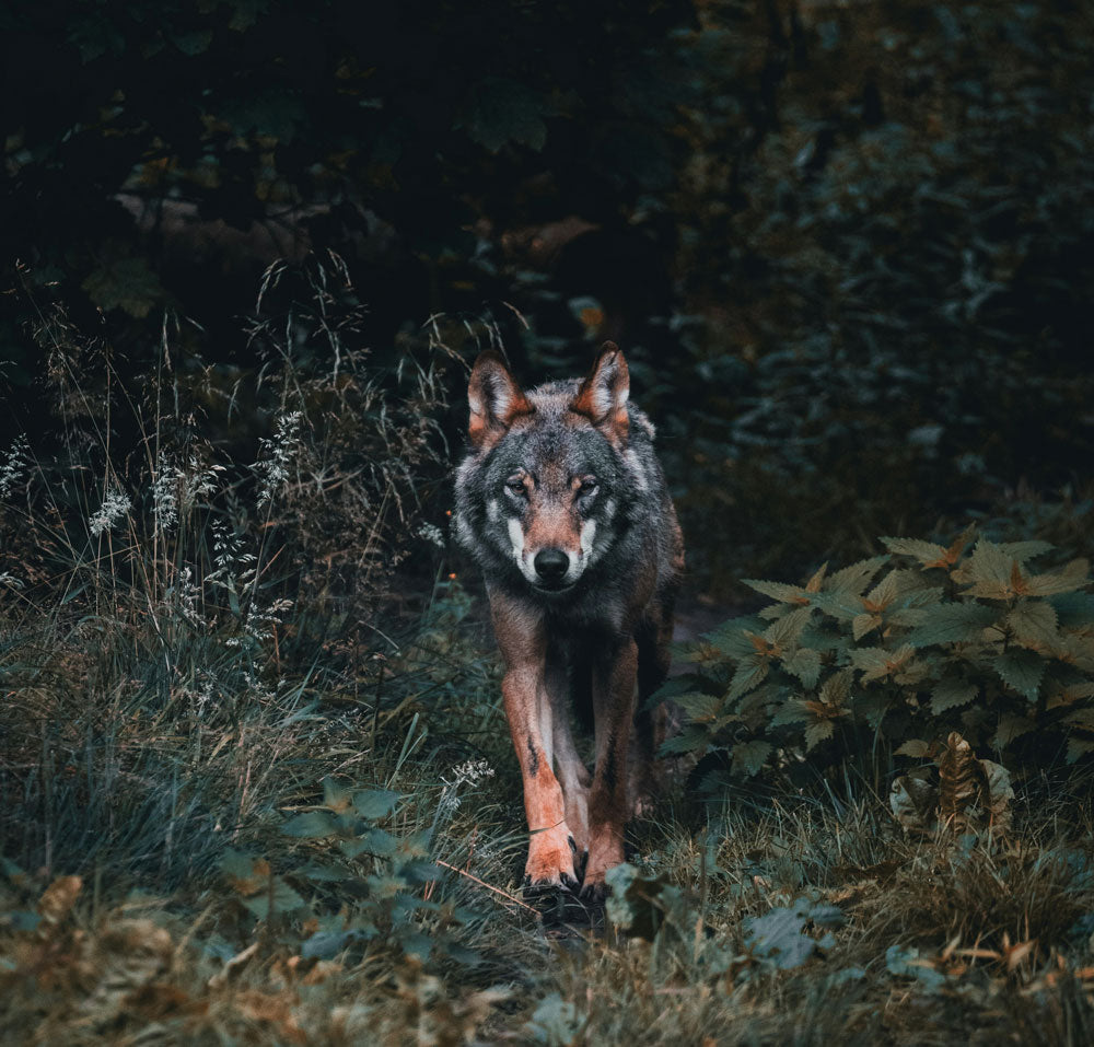 Die Rückkehr der Wölfe Banner